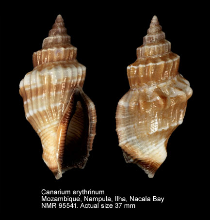Canarium erythrinum.jpg - Canarium erythrinum (Dillwyn,1817)